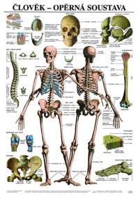 Plakát - Člověk - Opěrná soustava