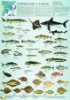 Plakát - Mořské ryby a paryby