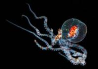 Paralarvar Octopus 3D pohlednice
