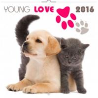 Kalendář nástěnný 2016 - Young Love - koťata - štěňata, poznámkový  30 x 30 cm