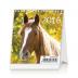 Kalendář stolní 2016 - Mini Horses