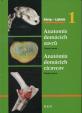 Anatomie domácích savců 1 / Anatómia domácich cicavcov 1